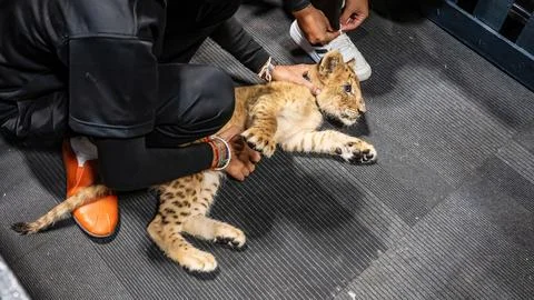 Lion cub Stock Photos