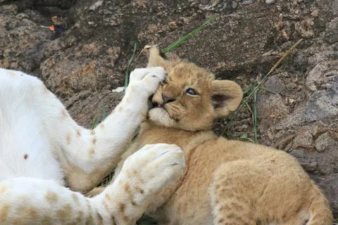 Lion cub playing and grimasing Stock Photos
