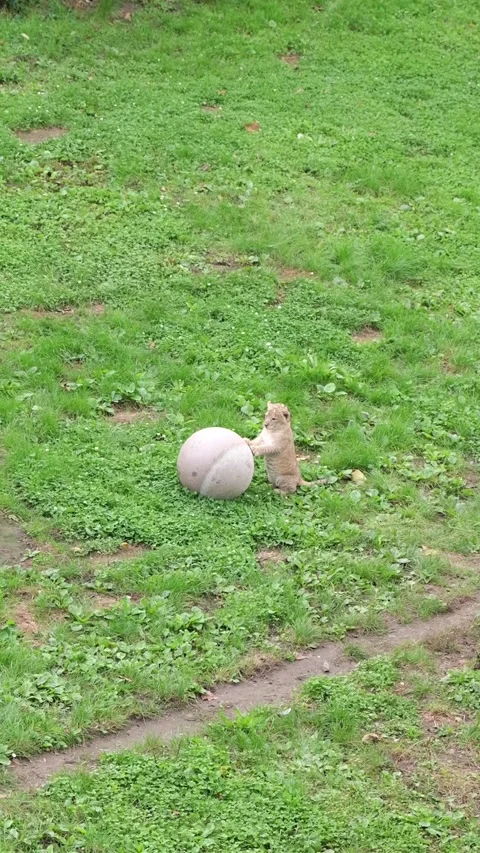 A lion cub playing with a big ball in the zoo Stock Footage 287736060