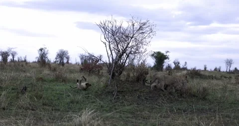 Lion cub playing with shrub Video stock 252789969