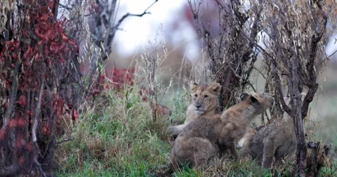 Lion cub playing with shrub Video stock 252797970