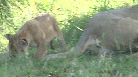Lion cub playing with the tail of the mother Stock Footage 98640153