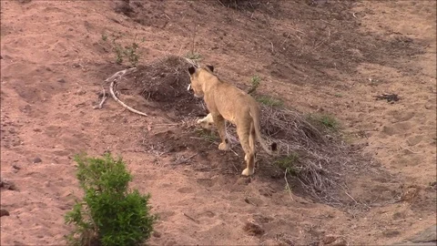 Lion Cub plays with Beer can Stock Footage 71330102