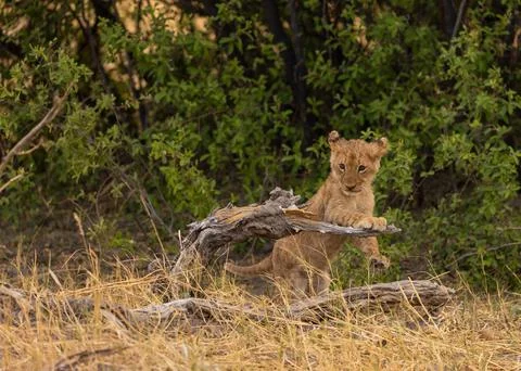 Lion cub plays on a fallen tree in Botswana Stock Photos