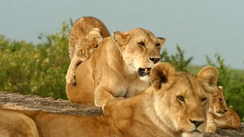 Lion cub plays Stock Footage 167667269