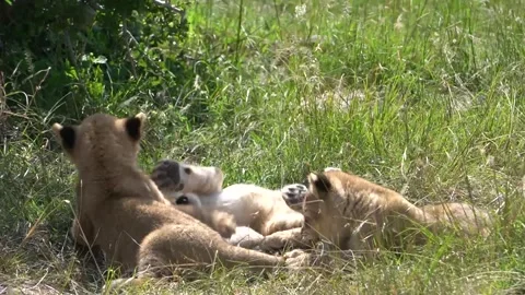 A lion cub plays with the tail of a friendly brother Stock Footage 250565525