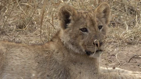 Lion Cub Resting Vídeo Stock 138391830