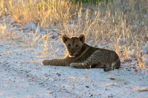 A Lion cub on the road in Namibia Stock Photos