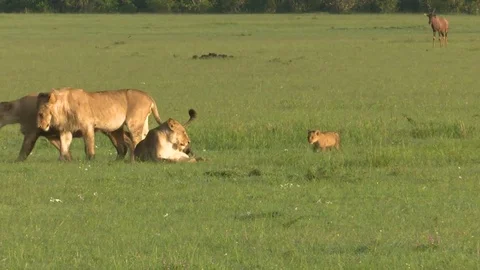 LION CUB RUNS TO KEEP UP Stock Footage