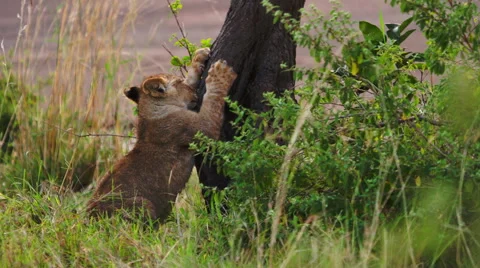 A lion cub sharpens its claws. Wild animals in natural habitat, Kenya,  Africa Video stock 61394424