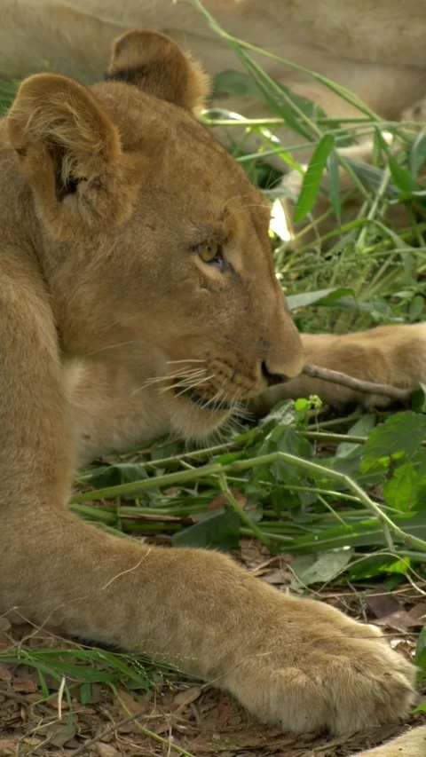 Lion cub shewing on a stick, vertical Stockbeeldmateriaal 318094669