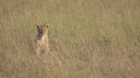 Lion cub sitting in grass Stock Footage 33545376