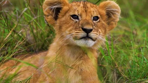 Lion Cub Sitting in Grass Stock Footage 323137538