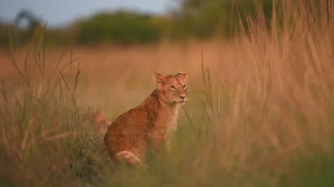 Lion Cub Sitting in Tall Grass at Sunset 4k Telephoto Lens Cinematic Wildlife Видео 338262835