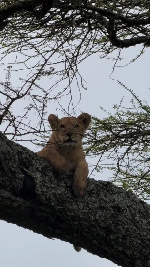 Lion cub sitting on tree branch in savannah Видео 335661859