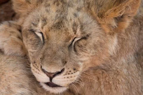 Lion cub sleeping Stock Photos