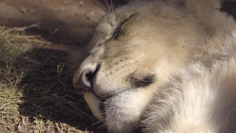 Lion cub sleeping in shade Stock Footage 83621977