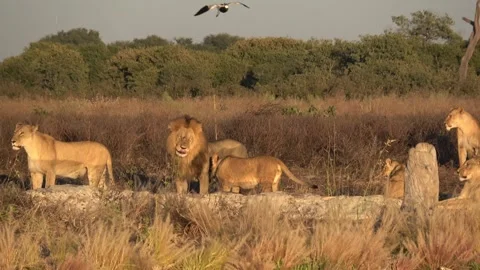 Lion cub sniffs Romeo’s mane before he calmly licks muzzle Part 3 스톡 동영상 322060948
