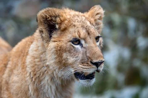 Lion cub in spring time Stock Photos