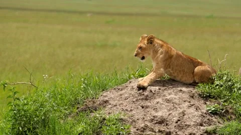 Lion cub on termite mound Stock Footage 133094792