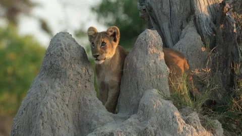 Lion cub on termite mound gets playfully atatcked by sibling. Stock Footage 337139076