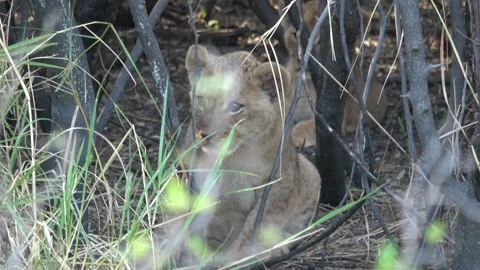 Lion cub at threshold, plump and healthy, watches beyond den — Part 5 库存影片 322057974