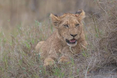 Lion Cub - time to rest Stock Photos