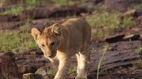 Lion Cub Walk Video stock 314370234