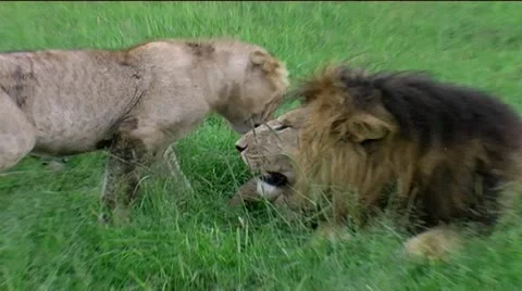 Lion cub walk up to snarling pride male Stock Footage 12519754