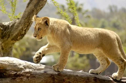 Lion cub walking on a fallen tree brach. Stock Photos