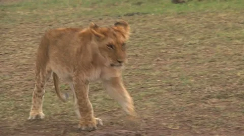 Lion cub walking Stock Footage