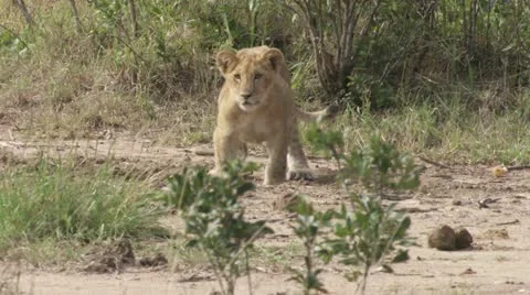 Lion cub walking Stock Footage 12654901