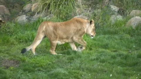 Lion cub walking on the grass Video stock 522842