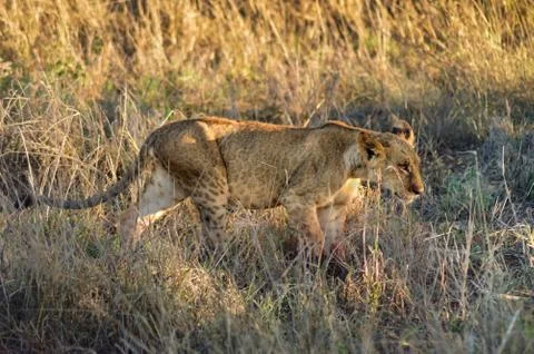 Lion cub walking Stock Photos