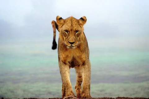 The lion cub is walking Foto stock