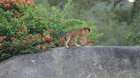 Lion Cub Walking on Rock Video stock 41643193