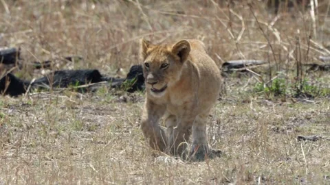 Lion Cub Walking Towards Camera with Full Belly - Serengeti Stock Footage 326154240
