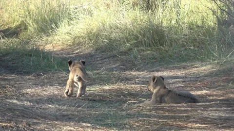 Lion cub walks away while sibling watches from behind — Part 4 Stock Footage 322982149