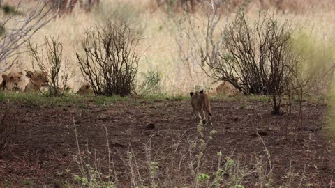 A lion cub walks in a tree-shaded area Stock Footage 220123065