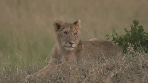 Lion cub yawning Stock Footage 33546043