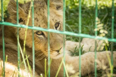 Lion cube in grass Stock Photos