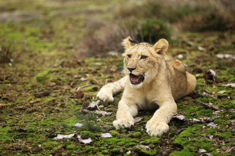 Lion cube lying down on the moss - panthera leo Foto stock