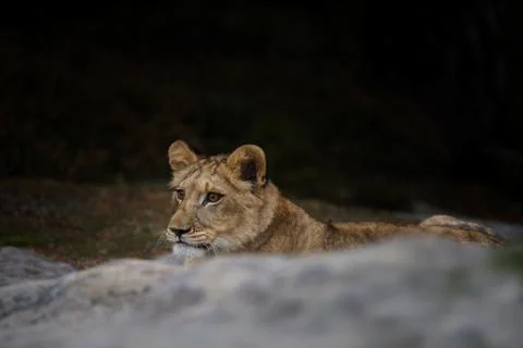 Lion cube lying down on the rock - panthera leo Stock Photos