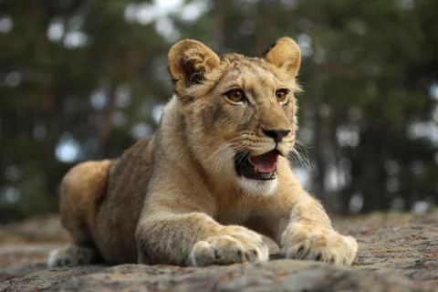 Lion cube lying down on the rock - panthera leo. Young lioness relaxing Stock Photos