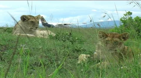 Lion cubs by airstrip Stock Footage 12494485