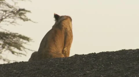 Lion cubs from the back Stock Footage 12657768