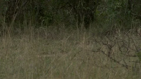 Lion cubs crawling and jumping Stock Footage 12657773