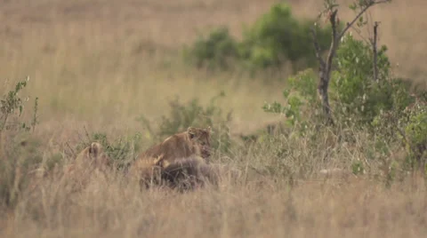 Lion cubs with daddy. Stock Footage 33546834