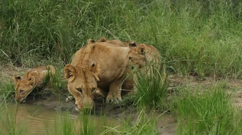 Lion cubs drinking with their mother Stock Footage