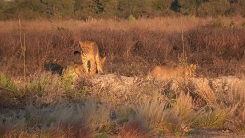 Lion cubs exploring scrub beside Savuti waterhole Part 2 库存影片 322064913